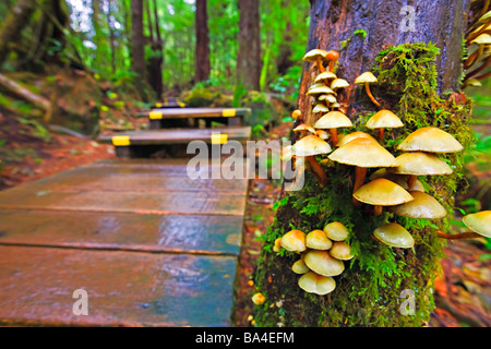 I funghi e il muschio cresce su un albero nella foresta pluviale di Maquinna Marine Parco Provinciale. Foto Stock