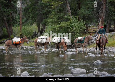 Il cowboy che portano un mulo treno attraverso slough creek nel Parco Nazionale di Yellowstone America del Nord Foto Stock