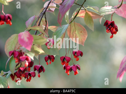 La rosa dei frutti dell'albero mandrino (Euonymus europaeus) esplodono in autunno per rivelare i semi di colore arancione. Foto Stock