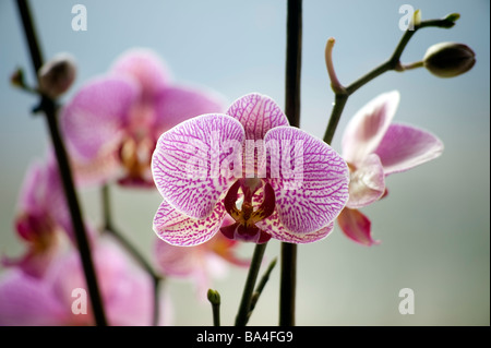 Orchidee rosa (Phalaenopsis) da Asia tropicale Foto Stock