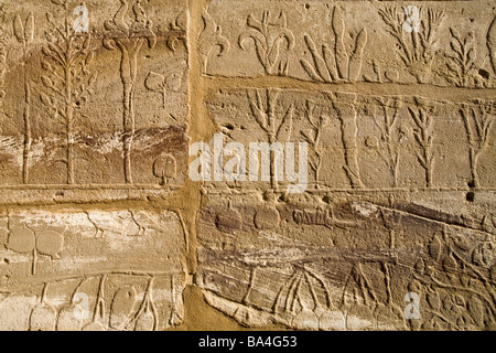 Rilievi dalle pareti del Giardino Botanico al Festival Hall, Akh Menou di Tuthmosis nel tempio di Karnak Luxor Egitto Foto Stock