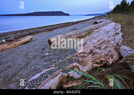 Driftwood disseminate lungo la spiaggia di Fillongley Parco provinciale sulle coste orientali di Denman Island. Foto Stock