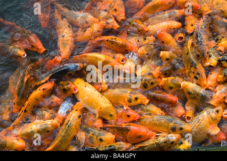 Ornamentali pesci koi in uno stagno presso la cittadella imperiale di Hue Vietnam Foto Stock