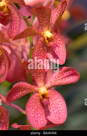 Fiori di orchidea sul display al Nguyen Hue Boulevard Flower Show in Ho Chi Minh City Vietnam Foto Stock