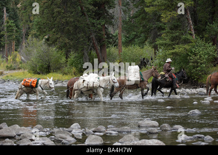 Il cowboy che portano un mulo treno attraverso slough creek nel Parco Nazionale di Yellowstone America del Nord Foto Stock