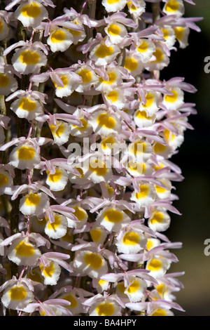 Fiori di orchidea sul display al Nguyen Hue Boulevard Flower Show in Ho Chi Minh City Vietnam Foto Stock