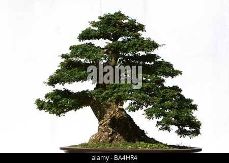 Alberi di Bonsai in mostra presso il Nguyen Hue Boulevard Flower Show in Ho Chi Minh City Vietnam Foto Stock