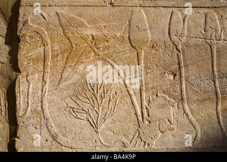 Rilievi dalle pareti del Giardino Botanico del Festival Hall, Akh-Menou di Tuthmosis nel Tempio di Karnak Luxor Egitto Foto Stock