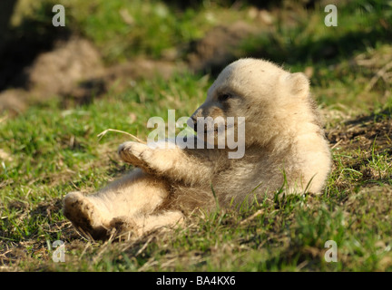 Carino polar bear cub sull'erba Foto Stock