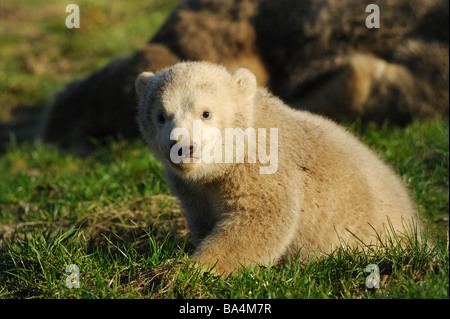 Carino polar bear cub sull'erba Foto Stock