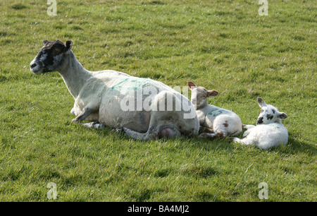 Pecora con doppia molla agnelli, Ovis aires. Foto Stock