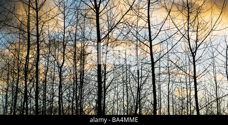 Poplar Tree Farm e il cielo al tramonto Western Washington STATI UNITI D'AMERICA Foto Stock