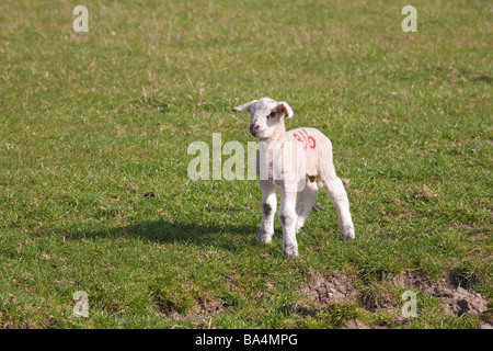 Giovane agnello sorge in un campo verde Inghilterra REGNO UNITO Foto Stock