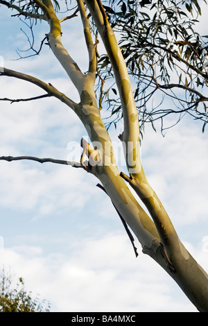 Eucalyptus coccifera Tasmanian Snow Gum Foto Stock