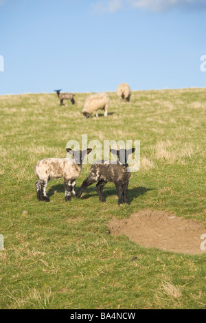 Due agnelli giovani insieme in un campo in Inghilterra, Regno Unito Foto Stock