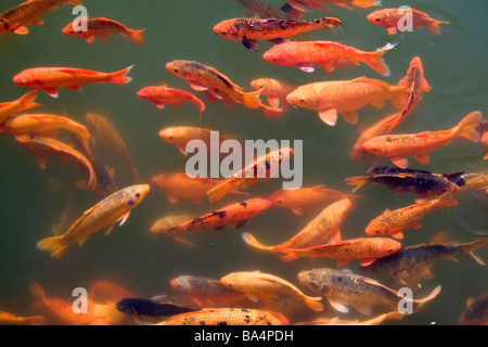 Ornamentali pesci koi in uno stagno presso la cittadella imperiale di Hue Vietnam Foto Stock