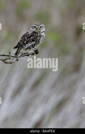 Civetta Athene noctua aspetto di avviso Foto Stock