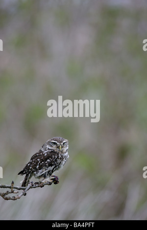 Civetta Athene noctua aspetto di avviso Foto Stock