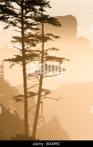 Alberi nella nebbia e seastack, Tramonto, Ecola State Park, Oregon Coast Foto Stock