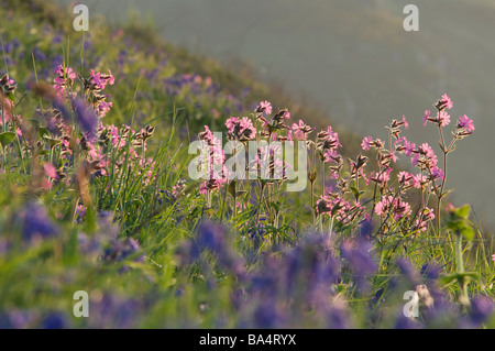 Red campion Silene dioica Melandrium rubrum e bluebells Marloes Pembrokeshire Wales UK Europa Foto Stock