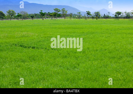 Campo verde di alberi in background Foto Stock