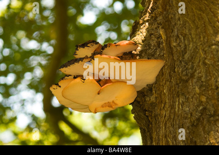 Close up di funghi che crescono su albero tronco contro il fogliame sfocata Foto Stock