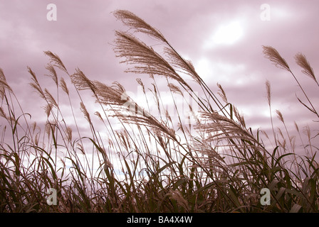 Piume delle Pampas giapponese di erba a Hokkaido, Giappone Foto Stock