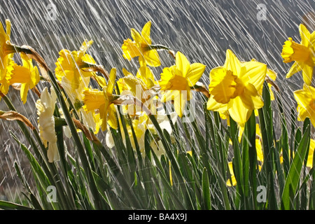 Narcisi e pioggia Foto Stock