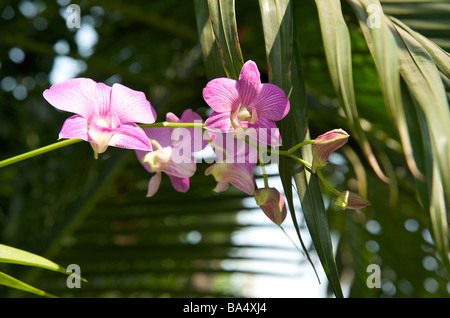 Viola orchidee crescere da un guscio di noce di cocco legato ad un albero nella motivazione di Wat Pho tempio di Bangkok in Thailandia Foto Stock