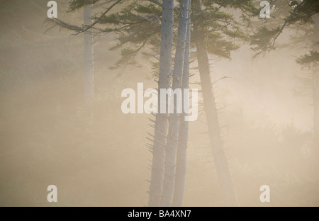 Alberi nella nebbia, Ecola State Park, Oregon Coast Foto Stock