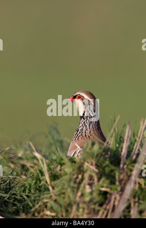 Pernici rosse Alectoris rufa in erba Foto Stock