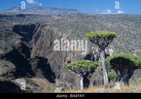 Arido paesaggio Dixam altopiano, Daireho Gorge & Drago alberi di sangue nel centro di Socotra o Suqutra, Yemen Foto Stock