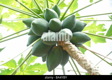 Acerbi Papaya sulla struttura ad albero Giappone,Prefettura di Okinawa Foto Stock