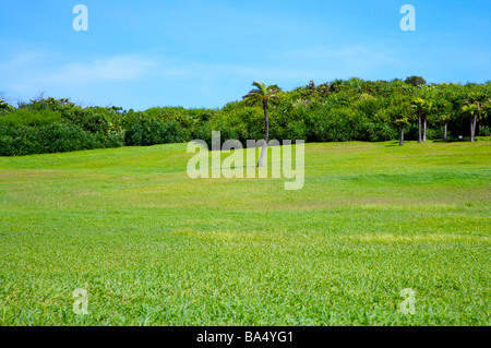 Campo verde di alberi in background Foto Stock