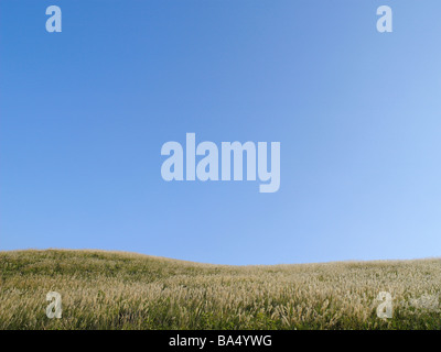 Vista della pampa erba contro il cielo blu Foto Stock