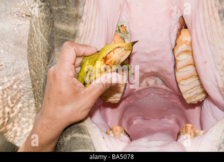 Close up di elefante bocca essendo alimentate una banana dal suo mahout Foto Stock