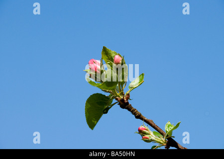 Appel fiori su appel tree nella primavera dello Jutland in Danimarca Foto Stock