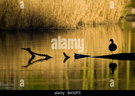 Silhouette di adulto Canada Goose in piedi su una gamba Foto Stock