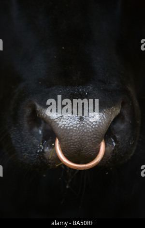 Anello di naso in un Aberdeen Angus Bull Foto Stock