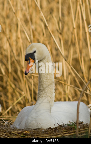 Femmina a guardia del cigno e incubando le uova Foto Stock