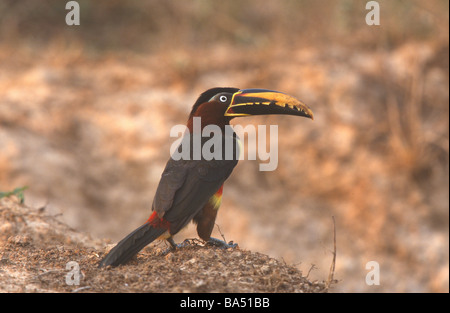 Chestnut eared Araçari Pteroglossus castanotis Brasile Foto Stock