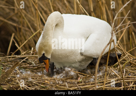 Femmina a guardia del cigno e incubando le uova Foto Stock