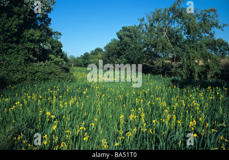 Un ruscello coperto da bandiera gialla Iris, Iris pseudacorus, regione della Camargue, Provenza, Francia Foto Stock