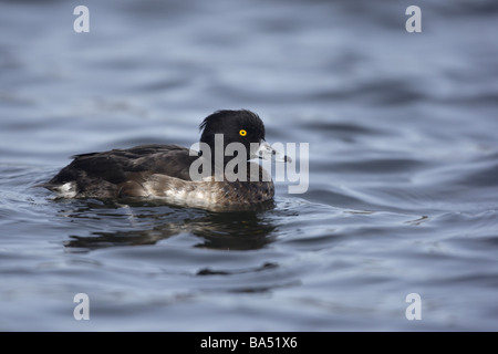 Moretta Aythya fuligula Scozia femmina inverno Foto Stock