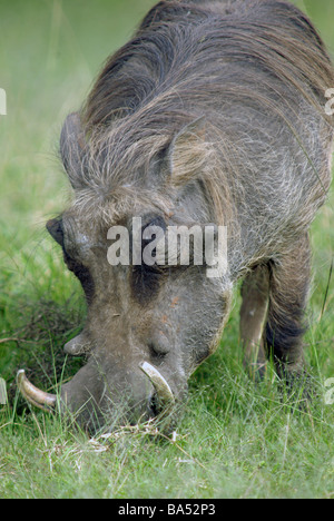 Warthog - Phacochoerus aethiopicus Foto Stock