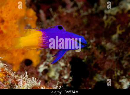 Close-up di una fata Basslet (Gramma loreto) su una scogliera in Bonaire. Foto Stock