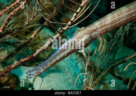 Un trumpetfish (aulostomus maculatus) tenta di blend nei rami di un pennacchio di mare (Pseudopterogorgia spp.) Foto Stock