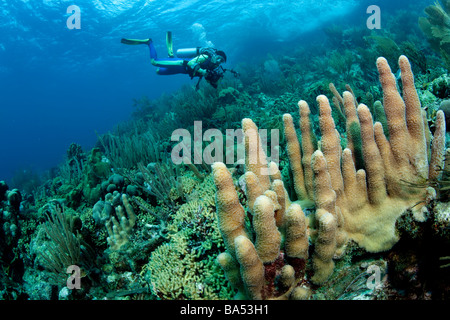 Una sana barriera corallina in Bonaire, dotata di un supporto del pilastro coral (Dendrogyra cylindrus) in primo piano. Foto Stock