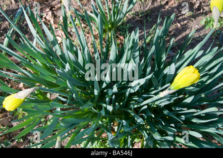 La molla narcisi a Nowton Park in Bury St Edmunds Foto Stock