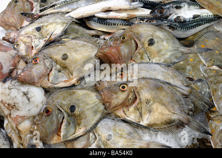 John Dory su una lastra di pescivendoli anche sul display sono sgombri e alcuni calamari e passera di mare Foto Stock